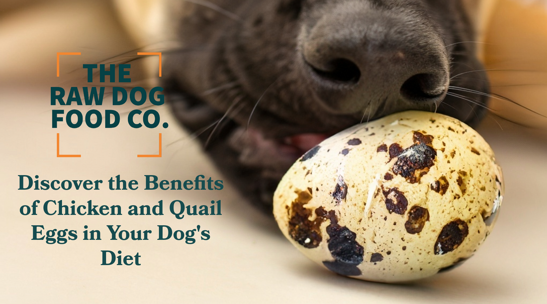 Unlocking the Benefits of Eggs, Especially Quail Eggs, in Your Dog's Diet!